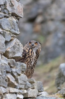One Eurasian Eagle Owl, Bubo bubo, standing on the walls of a ruin of a monastery