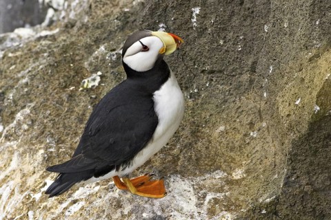 Horned Puffin (Fratercula corniculata), Alaska, USA