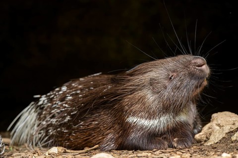 Old World porcupines (Hystrix cristata), Germany