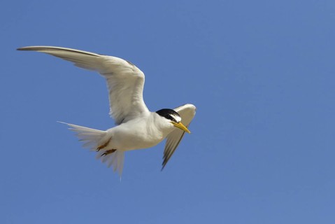 Little Tern (Sternula albifrons) flying, Andalusia, Spain