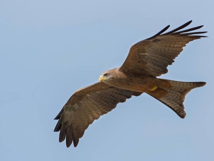 Yellow-billed Kite (Milvus aegyptius) flying, Gambia