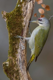 Grey-headed woodpecker (Picus canus), male on a moss-covered rotten tree trunk, biosphere reserve,