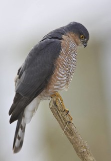 Eurasian Sparrowhawk (Accipiter nisus) male, Mecklenburg-Western Pomerania, Germany