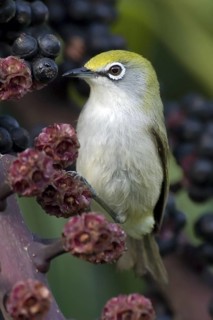 Christmas White-eye (Zosterops natalis), Christmas Island, Australia