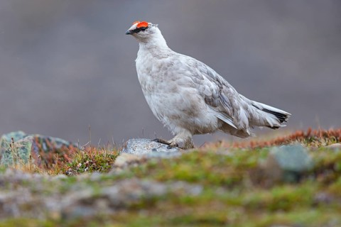 Rock ptarmigan, Svalbard Rock ptarmigan, Ptarmigan, (Lagopus mutus), Lagopus muta hyperbore), male,