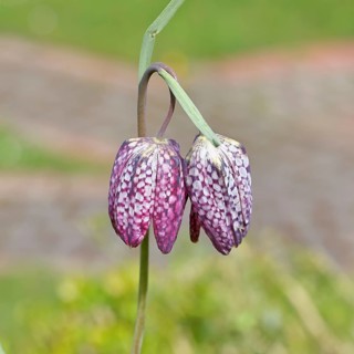 Snake's Head Fritillary (Fritillaria meleagris), single flower in a meadow, close-up,