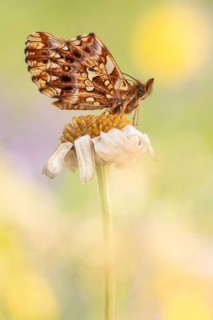 Violet fritillary (Boloria dia) butterfly on blossom, Hesse, Germany