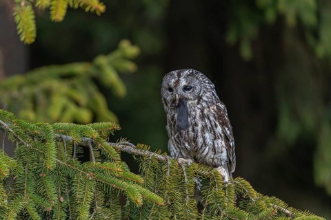 One tawny owl or brown owl (Strix aluco) sitting on a branch of a spruce tree, feeding on a mouse