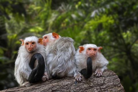 Three silvery marmosets (Mico argentatus Callithrix argentata) in tree, tropical monkeys native to