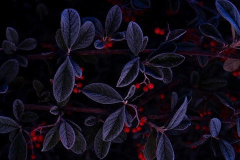 Capture of cotoneaster bush in low light with frosty leaves and prominent red berries. Dark