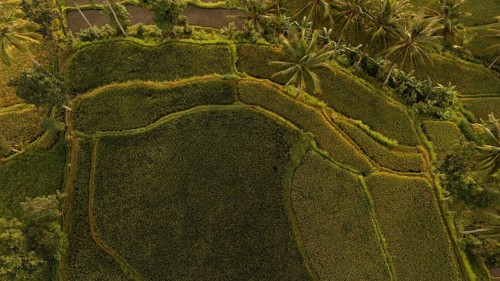 Drone view of vibrant rice terraces with interwoven footpaths and rows of coconut trees in rural