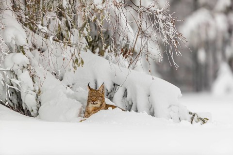 One young male Eurasian lynx, (Lynx lynx), walking over a deep snow covered meadow with a forest in