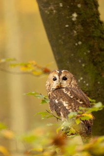 Tawny Owl (Strix aluco) captive, Baden-Wuerttemberg, Germany