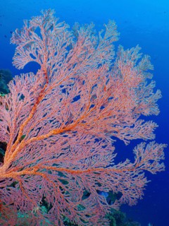 Red knot fan (Melithaea ochracea) in blue water, dive site Coral Garden, Menjangan, Bali, Indonesia