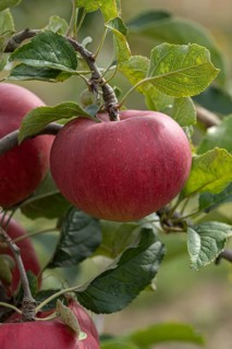 Apple (Malus domestica 'Rea Bellina'), Bayerische Landesanstalt für W, Germany