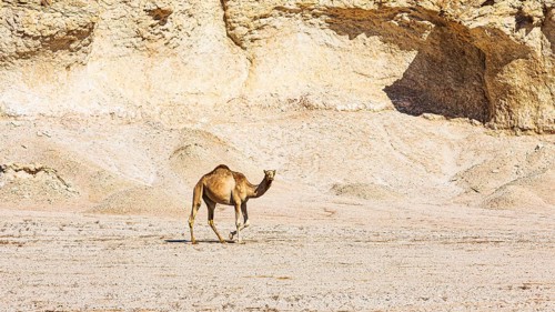 Lone camel (Camelidae) in the Huqf stone desert, Arabian Peninsula, Sultanate of Oman
