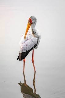 Glutton (Mycteria ibis) in the water caring for its feathers, at sunrise, Sunset Dam, Southern
