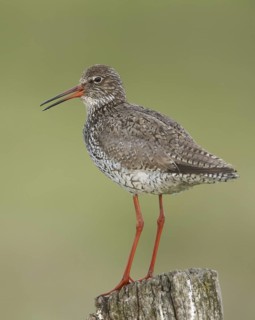 Common Redshank (Tringa totanus), Schleswig-Holstein, Germany