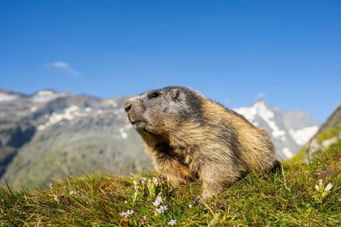 Alpine marmot (Marmota marmota) in autumn, Grossglockner, High Tauern National Park, Austria