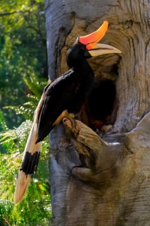 Rhinoceros bird (Buceros rhinoceros), adult, male, at breeding den, Southeast Asia