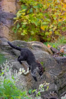 A white-nosed coati (nasua narica) runs on rocky terrain in a forest