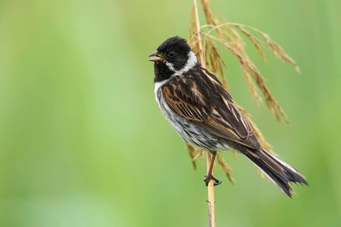 Common Reed Bunting (Emberiza schoeniclus) male perched on a reed stalk, Poland