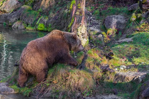 An adult female brown bear (Ursus arctos arctos) walks through hilly terrain with trees and rocks