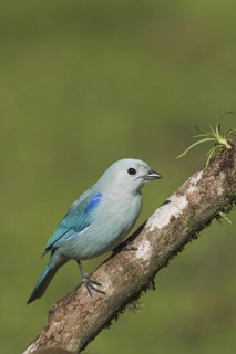 Blue-grey Tanager (Thraupis episcopus), Costa Rica