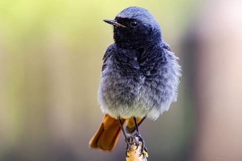 Black redstart (Phoenicurus ochruros) Germany