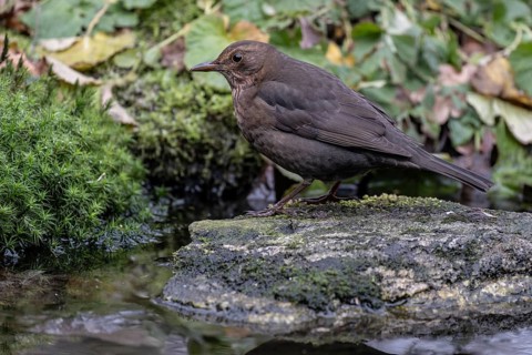 Blackbird (Turdus merula), Emsland, Lower Saxony, Germany
