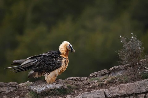 Bearded Vulture (Gypaetus barbatus), Pyrenees, Spain