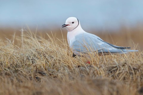Ross's Gull (Rhodostethia rosea) on the tundra in Northern Alaska