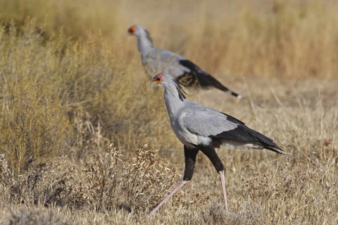 Secretarybird (Sagittarius serpentarius), Northern Cape, South Africa