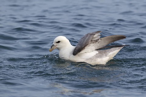 Northern Fulmar (Fulmarus glacialis), Iceland