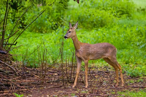 One young female Roe Deer, (Capreolus capreolus), stands on a meadow