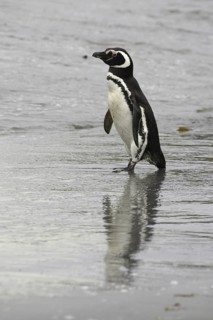 Magellanic Penguin (Spheniscus magellanicus), Falkland Islands