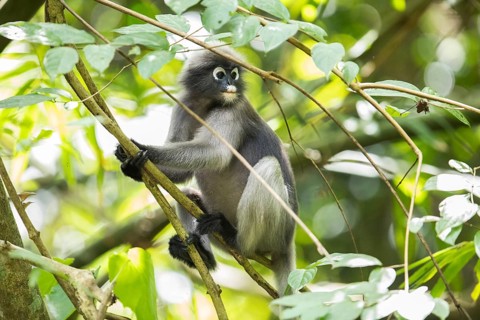 Dusky leaf monkey (Trachypithecus obscurus), Kaeng Krachan National Park, Phetchaburi Province,