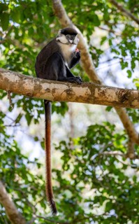 Red-tailed guenon or Congo white-nosed guenon (Cercopithecus ascanius schmidti), sitting on a tree,