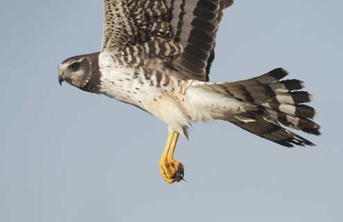 Long-winged Harrier (Circus buffoni) flying, Corrientes, Argentina
