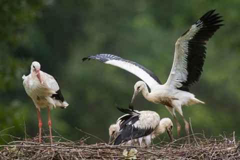 White Stork (Ciconia ciconia) with young in nest, North Rhine-Westphalia, Germany