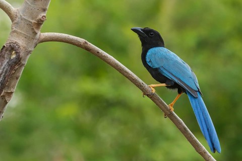 Yucatan Jay (Cyanocorax yucatanicus) perched on a brnach near Cancun on the Yucatan Peninsula of