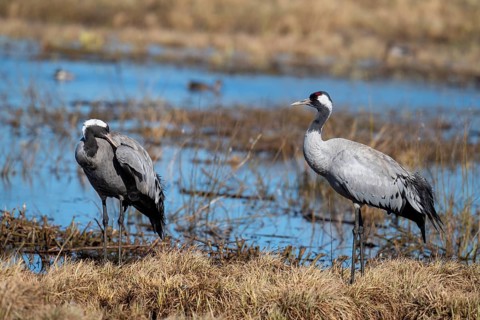 Common crane (Grus grus), Hornborga, Sweden