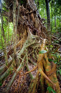 Strangler fig (Ficus virens), tropical tree, tree, rainforest, jungle, Atherton tablelands,