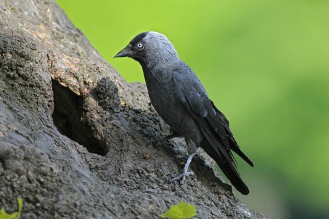 Dohle (Corvus monedula), Jackdaw, Altvogel an der Bruthoehle, Mai, Borken, Muensterland,
