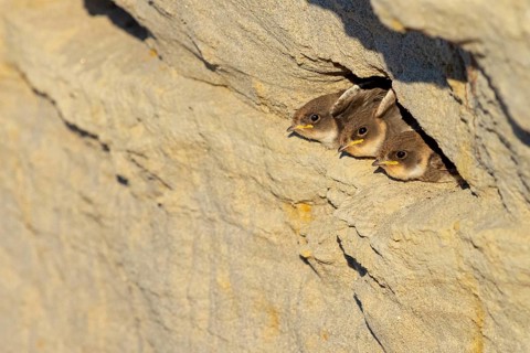 Sand martin, sand martins, (Riparia riparia) animals, birds, swallows, feeding. of young birds,