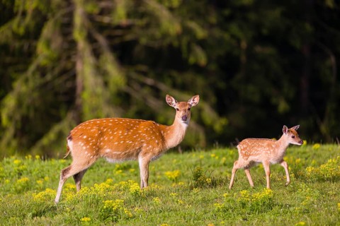 One female Manchurian sika deer or Dybowski's sika deer (Cervus nippon mantchuricus or Cervus