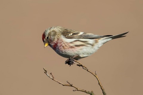 Common Redpoll (Acanthis flammea) male perched on a branch, Netherlands