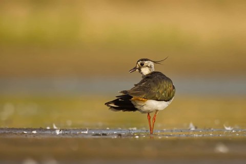 Northern Lapwing (Vanellus vanellus) female, North Rhine-Westphalia, Germany