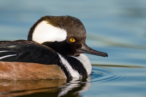 Hooded Merganser (Lophodytes cucullatus) male, Arizona, USA