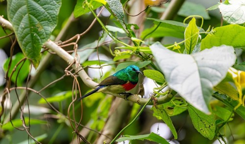 Olive-bellied Sunbird (Cinnyris chloropygius), male sitting on a branch, Mgahinga Gorilla National